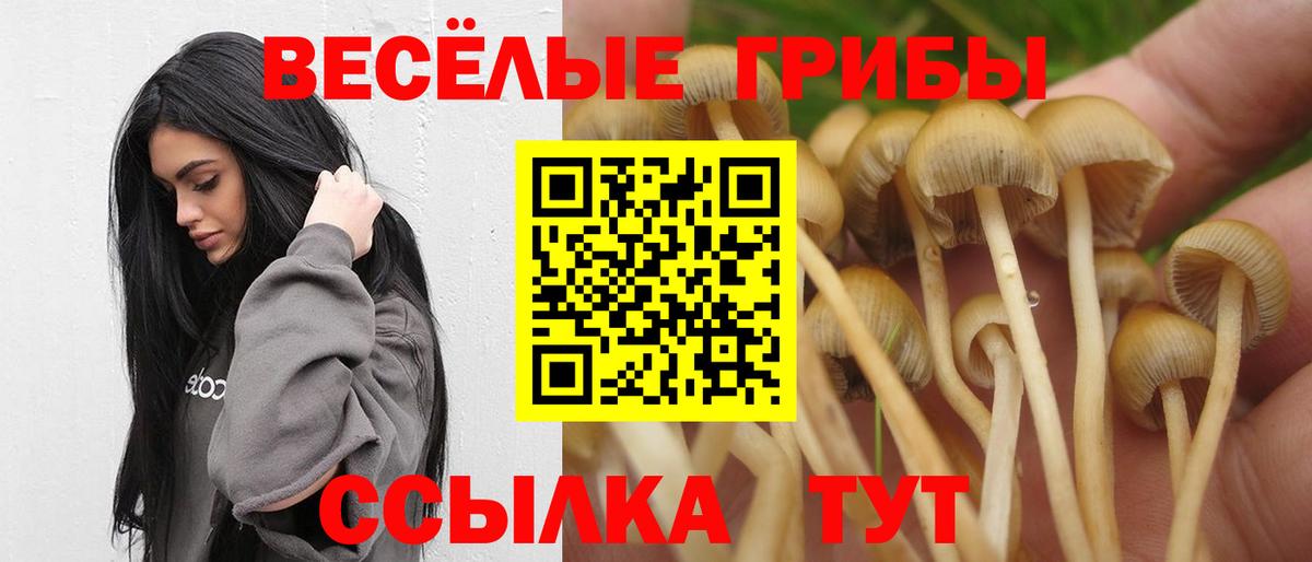Галлюциногенные грибы Psilocybine cubensis Касимов